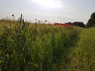 Radweg am Gerstenfeld mit Mohn&nbsp;&copy;&nbsp;S. Kopp